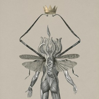 Tim Gravestock, 'The insect god'