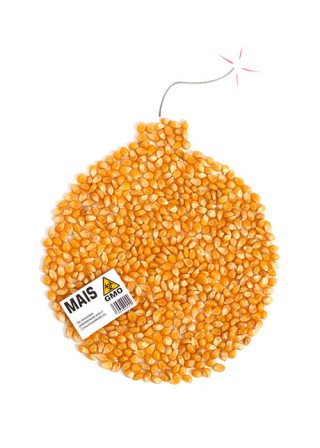 Tomaso Marcolla, Mais GMO